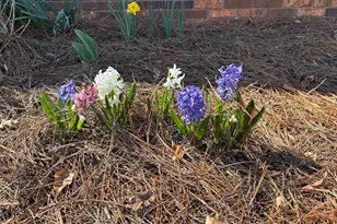 340 Ferndale Dr, Boiling Springs, SC 29316 - Photo 37