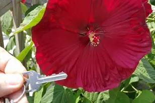 340 Ferndale Dr, Boiling Springs, SC 29316 - Photo 45