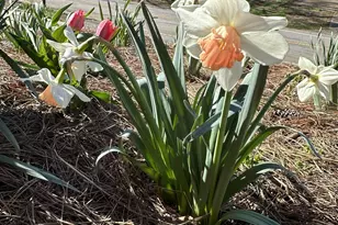 111 Cox St, Travelers Rest, SC 29690 - Photo 23