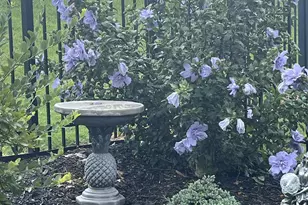 714 Torridon Ln, Simpsonville, SC 29681 - Photo 43