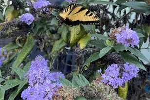 714 Torridon Ln, Simpsonville, SC 29681 - Photo 45