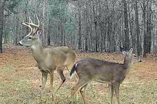 1007 O Neal St, Belton, SC 29627 - Photo 3