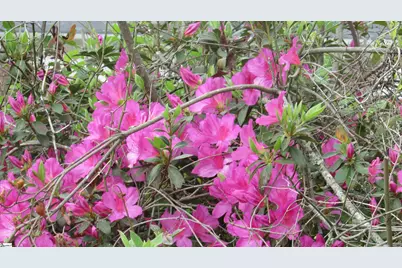 317 Hazel Drive, Clinton, SC 29325 - Photo 13