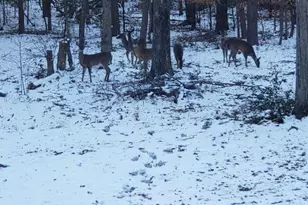 303 Garren Rd, Belton, SC 29627 - Photo 39