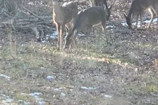 303 Garren Rd, Belton, SC 29627 - Photo 37