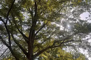 385 Wall St, Campobello, SC 29322 - Photo 5