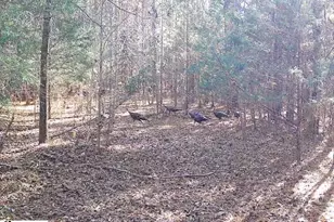 00 Simpson Mill Rd, Laurens, SC 29360 - Photo 1