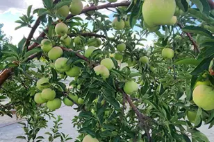 1 Spence Ln, Yerington, NV 89447 - Photo 39