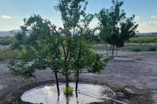 1 Spence Ln, Yerington, NV 89447 - Photo 41