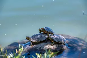 2490 Eastshore Pl, Reno, NV 89509 - Photo 25