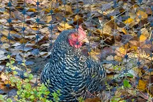 632 Occidental Dr, Dayton, NV 89403 - Photo 25