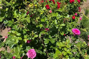 7707 Rhythm Cir, Sparks, NV 89436 - Photo 25