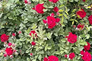 4301 Pinnacle Vista Ct, Sparks, NV 89436 - Photo 47