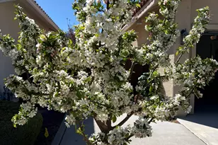 207 La Costa Ave, Dayton, NV 89403 - Photo 35