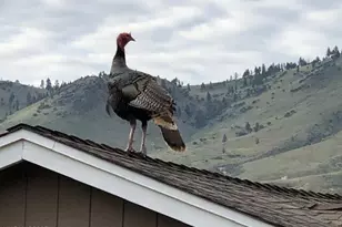 80 Bobcat Dr, Reno, NV 89523 - Photo 51