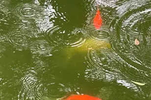 4628 Roseneath Dr, Houston, TX 77021 - Photo 15