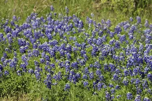 0 Wooded Reserve Ct, Washington, TX 77880 - Photo 1