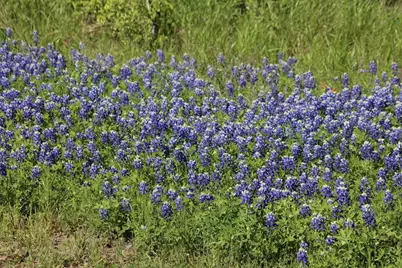 0 Wooded Reserve Court, Washington, TX 77880 - Photo 3