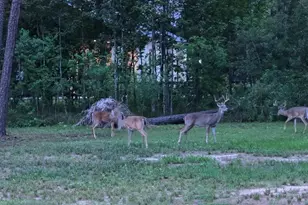 455 E Walton Rd, Lumberton, TX 77657 - Photo 29