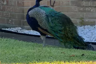 7146 Bayou Forest Dr, Houston, TX 77088 - Photo 35