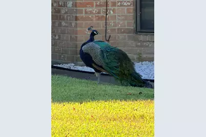 7146 Bayou Forest Drive, Houston, TX 77088 - Photo 35