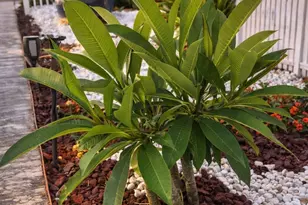 431 Hana Dr, Tiki Island, TX 77554 - Photo 17