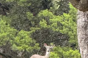 529 Cactus Flower St, San Antonio, TX 78260 - Photo 31