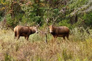 9033 Safari Shores Drive, LaRue, TX 75770 - Photo 45