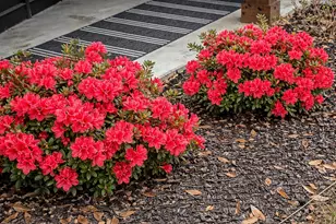 712 Clarence St, Tomball, TX 77375 - Photo 41