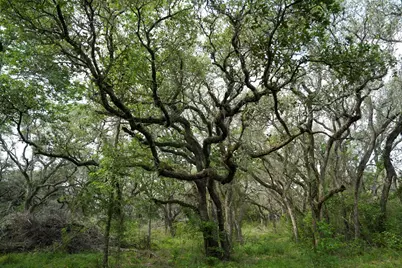 Lot 29 Shorebird Lane, Columbus, TX 78934 - Photo 9
