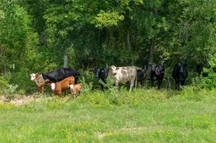 41115 Community Rd, Magnolia, TX 77354 - Photo 27