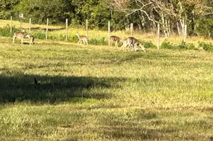 313 Roy Rd, Wallisville, TX 77597 - Photo 37