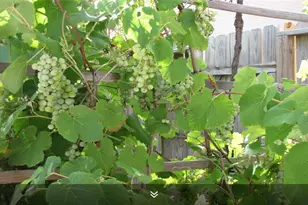 11423 Wickersham Ln, Houston, TX 77077 - Photo 25