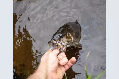 Lt 29 Broken Arrow Trail, Angleton, TX 77515 - Photo 5