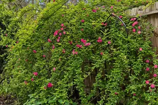 3802 Wildwood Ridge Dr, Kingwood, TX 77339 - Photo 37