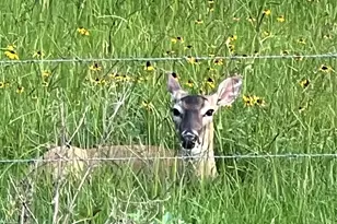10324 FM 530, Hallettsville, TX 77964 - Photo 23