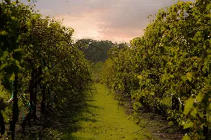 8626 Woods Hollow Trail, Fulshear, TX 77406 - Photo 41