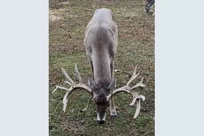 2489 Fm 256 S, Woodville, TX 75979 - Photo 49