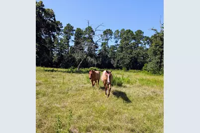 0 County Road 304, Navasota, TX 77868 - Photo 15