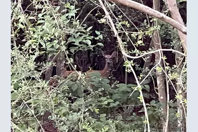 0000 Evergreen Lot 2 Fm 362 Road, Waller, TX 77484 - Photo 15