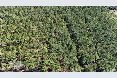 15422 Forest Grove Drive, Willis, TX 77378 - Photo 5