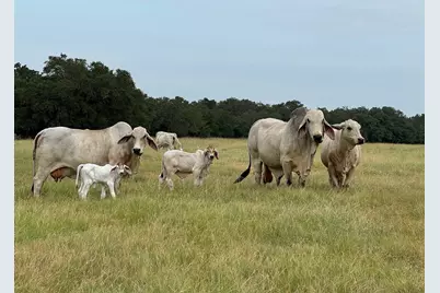 10080 Fm 682, Yoakum, TX 77995 - Photo 5