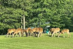 151 Canadian Dr, Trinity, TX 75862 - Photo 15