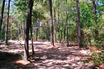 66 Ac Tanyard Church Lane, Midway, TX 75852 - Photo 3