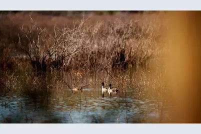 Tbd, +/-221 Ac Fm 3, Normangee, TX 77871 - Photo 41