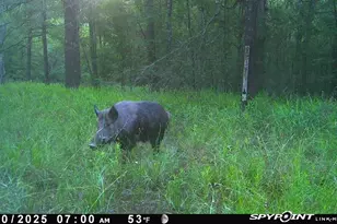 Lot 25 Frank Ln, Magnolia, TX 77353 - Photo 3