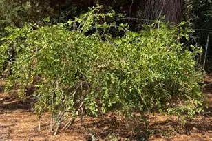 205 Cr 1820, Grapeland, TX 75844 - Photo 27