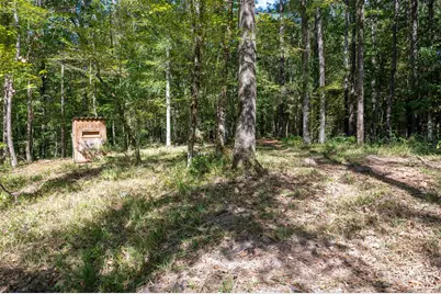 Tbd Farm To Market 1745 N, Colmesneil, TX 75938 - Photo 13