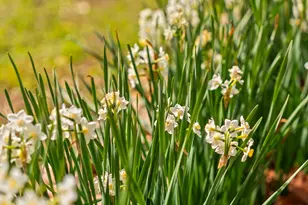 10042 Lazy Oaks St, Houston, TX 77080 - Photo 7