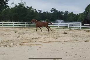 9322 Sendera Dr, Magnolia, TX 77354 - Photo 49